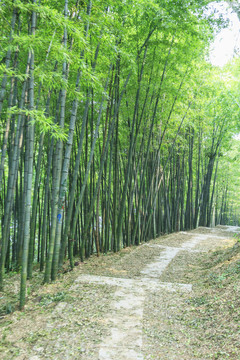 竹林
