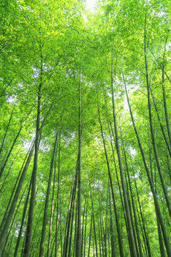竹林