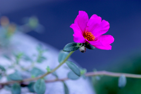 太陽(yáng)花