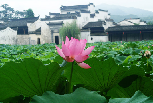 荷花