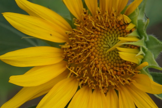 太陽花