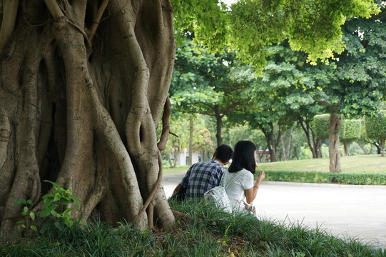 榕樹