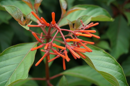 樹花