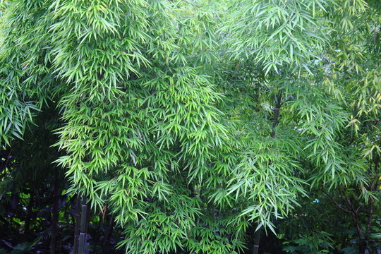 竹林