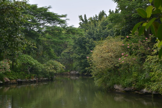 樹(shù)林