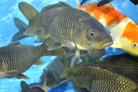 鯉魚