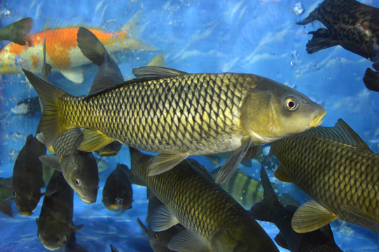 鯉魚