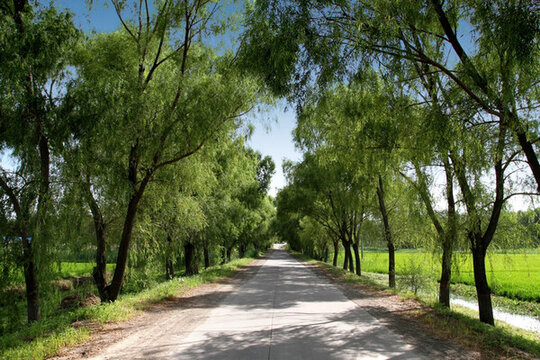 林蔭路