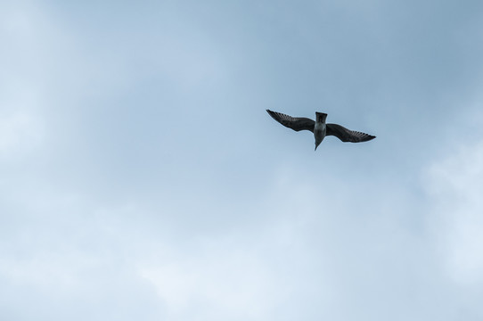 展翅的海鳥