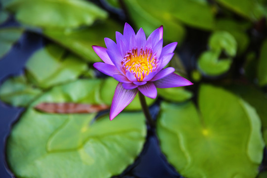 夏日蓮花