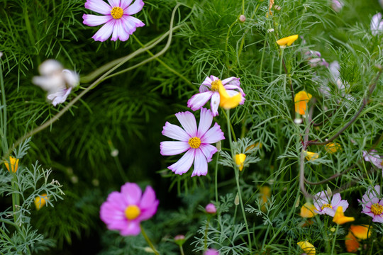 小花