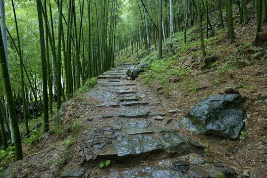 竹林小路