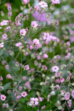小花