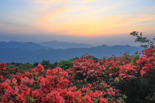怒放的杜鵑花