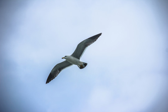 孤鳥(niǎo)