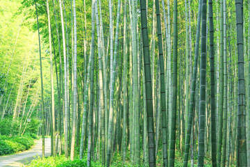 竹林