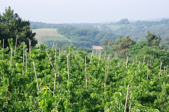 丘陵地區(qū)果樹栽培 桃園
