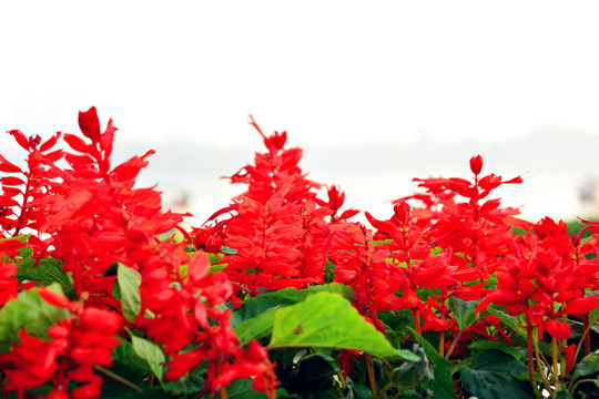 紅色的花