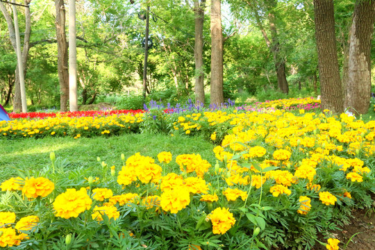 林中花園