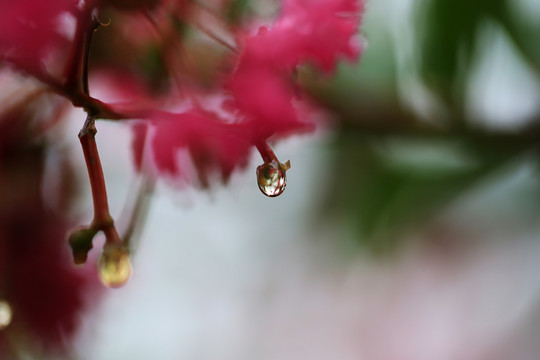 水滴中的世界
