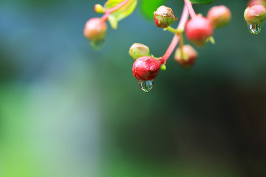水滴中的精彩