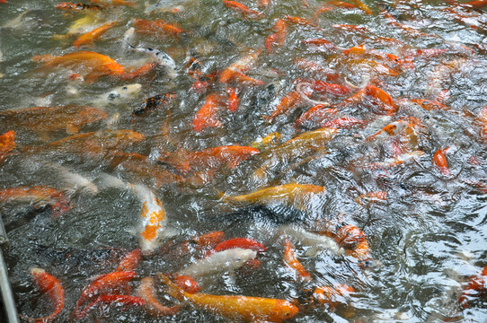 金魚