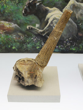 西侯度遺址化石