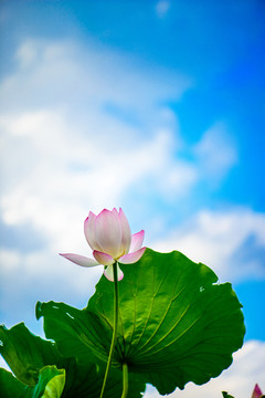 荷花豎幅