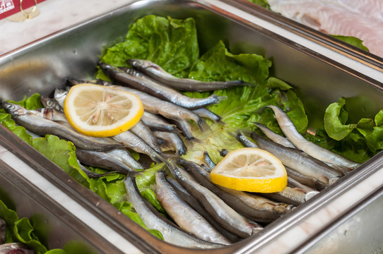多春魚(yú)