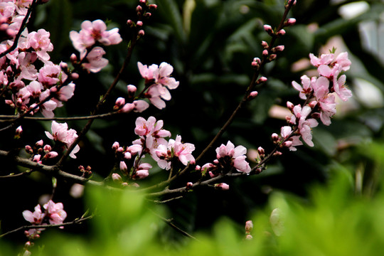 桃花朵朵開