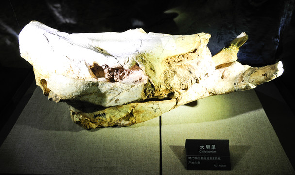 大唇犀化石標(biāo)本