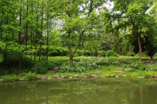 草坪樹木