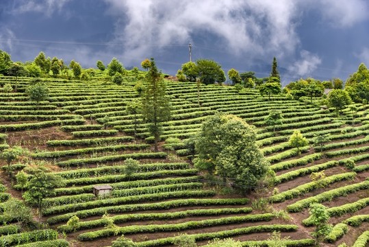普洱茶園