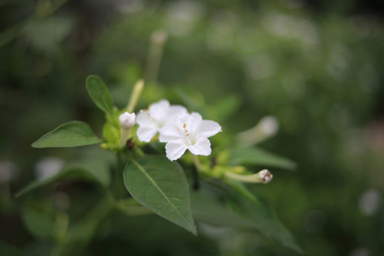 粉豆花
