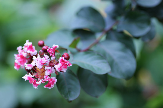 紫薇花