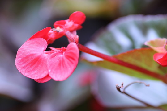 海棠花