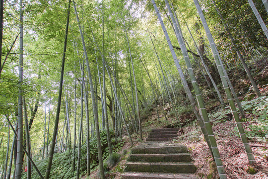 竹林