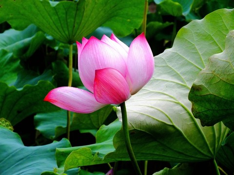 湘蓮