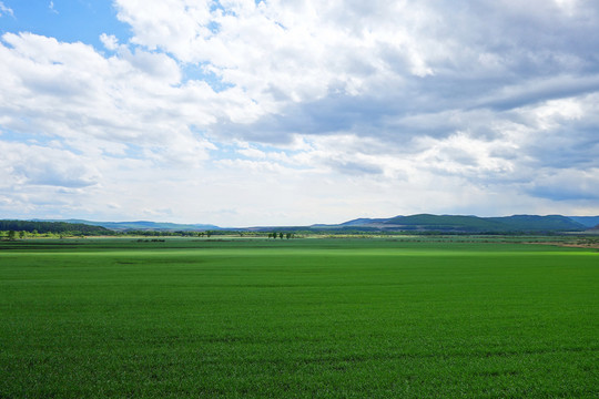 麥田風(fēng)景