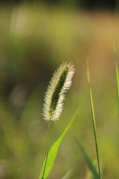 狗尾草攝影