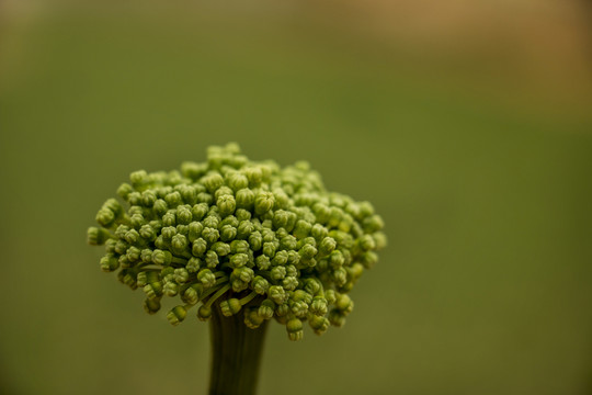 四年生三七花