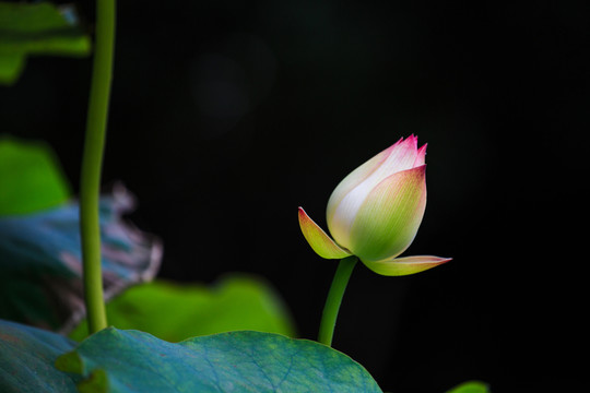 荷塘蓮花