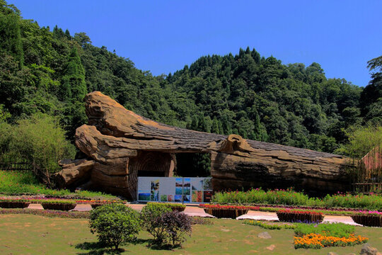 龍蒼溝 大樹根