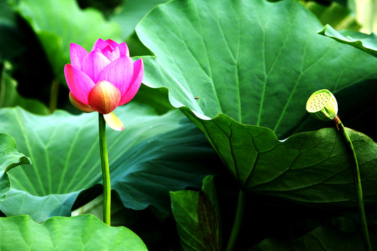 荷花