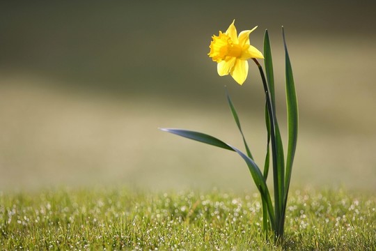蘭花