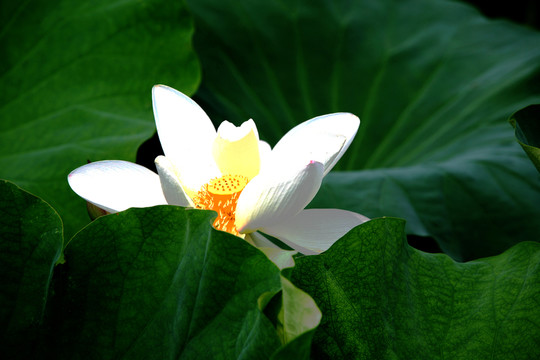 白蓮花