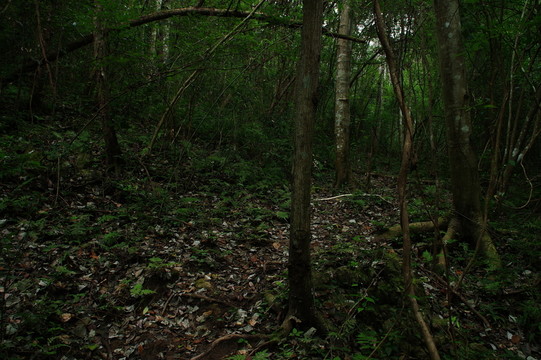 樹林