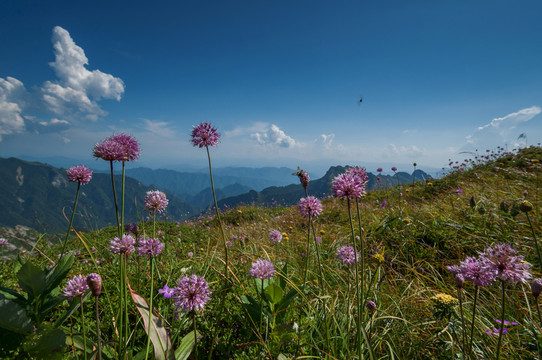 高山小野花
