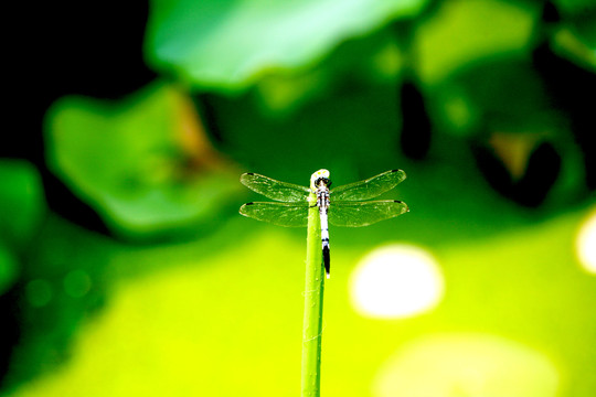 蜻蜓