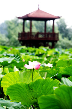 荷花